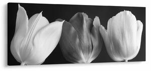 Obraz - Čiernobiele kvety tulipánov (120x50 cm)
