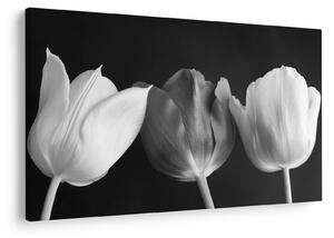 Obraz - Čiernobiele kvety tulipánov (90x60 cm)