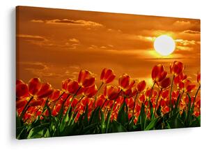 Obraz rozkvitnutého lánu s tulipánmi (90x60 cm)
