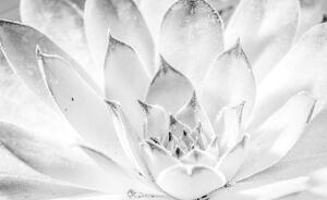 Fototapeta - Lotosový kvet (254x184 cm)