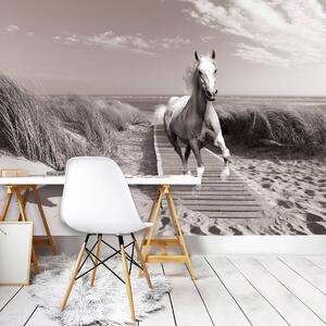 Fototapeta - Kôň na pláži (152,5x104 cm)