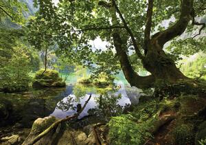 Fototapeta - Rybník skrytý v lese (152,5x104 cm)