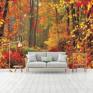 Fototapeta - Jesenný les (152,5x104 cm)
