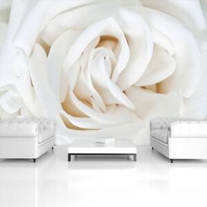 Fototapeta - Biela ruža (152,5x104 cm)