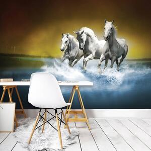 Fototapeta - Biely kôň tryskom na vode (254x184 cm)