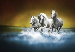 Fototapeta - Biely kôň tryskom na vode (152,5x104 cm)