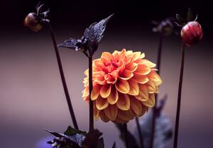 Fototapeta - Kvety v prítmí (147x102 cm)