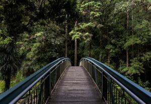 Fototapeta - Most do džungle (147x102 cm)