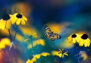 Fototapeta - Žlté kvety s motýľom (147x102 cm)