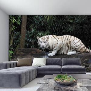 Fototapeta - Biely Tiger (147x102 cm)