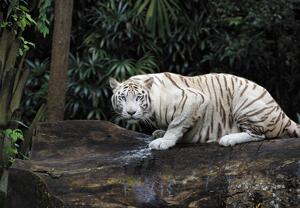 Fototapeta - Biely Tiger (147x102 cm)