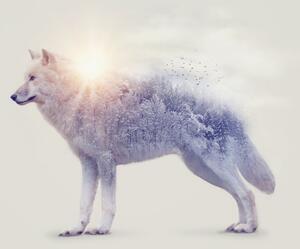 Fototapeta - Arktický vlk zrkadliaci divokú krajinu (147x102 cm)