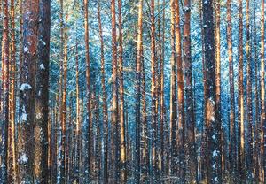 Fototapeta - Zimný les (147x102 cm)