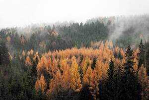 Fototapeta - Jesenný les (147x102 cm)