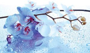 Fototapeta - Abstraktné kvetinové umenie (152,5x104 cm)