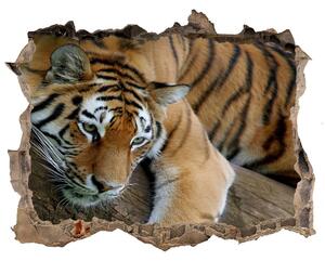 Díra 3D fototapeta nálepka Tiger na strome nd-k-4289086