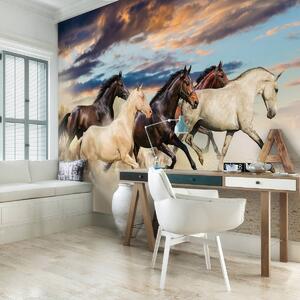 Fototapeta - Cval Mustangov (152,5x104 cm)