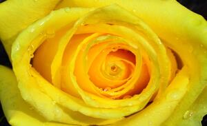 Fototapeta - Žltá ruža (152,5x104 cm)