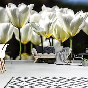 Fototapeta - Kvety na vode (152,5x104 cm)