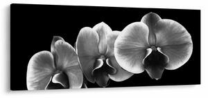 Obraz kvetu orchidey (120x50 cm)