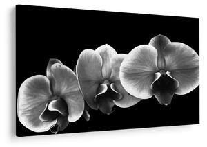 Obraz kvetu orchidey (90x60 cm)