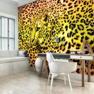 Fototapeta - Gepard leopardí (152,5x104 cm)