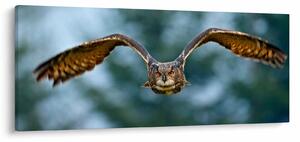 Obraz - Sova pri lete (120x50 cm)