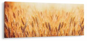 Obraz - pole s obilím (120x50 cm)