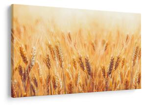 Obraz - pole s obilím (90x60 cm)