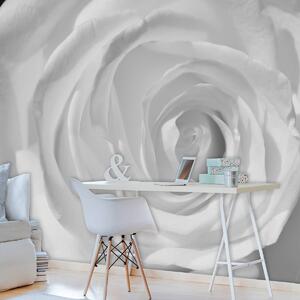 Fototapeta - Biela ruža (152,5x104 cm)