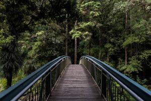 Fototapeta - Most do džungle (296x200 cm)