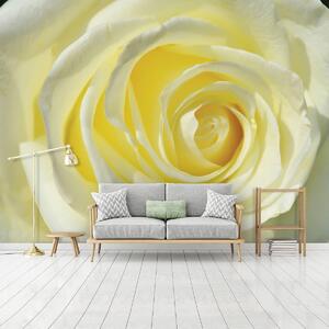 Fototapeta - Žltkastá ruža (152,5x104 cm)