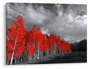 Obraz - Stromy vo farbe jesene (70x50 cm)