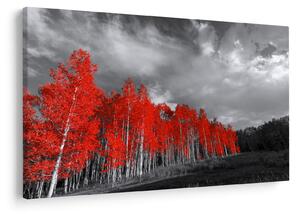 Obraz - Stromy vo farbe jesene (90x60 cm)