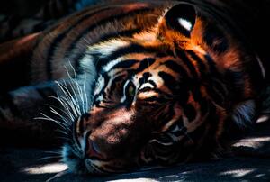 Fototapeta - Tiger (296x200 cm)