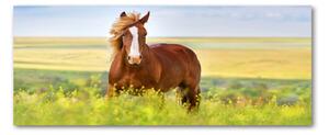 Moderný akrylový fotoobraz Hnedý kôň