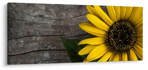 Obraz - Kvet slnečnice (120x50 cm)