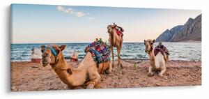 Obraz tiav (120x50 cm)
