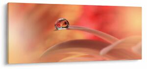 Obraz kvetinové kvapky rosy (120x50 cm)