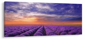 Obraz levanduľového pole (120x50 cm)