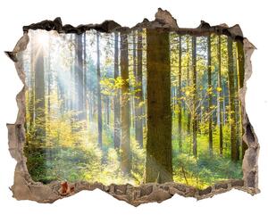 Fototapeta díra na zeď Forest na slnku nd-k-98252702