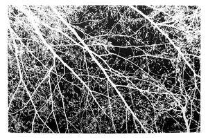Tutumi, plyšový koberec Nature 4D vzor: biele stromy 160x230 cm, SHG-09002
