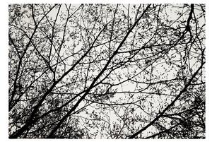 Tutumi Nature 4D, plyšový koberec vzor: čierne stromy 200x300 cm, SHG-09015