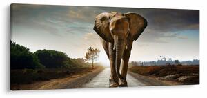 Obraz slona (120x50 cm)