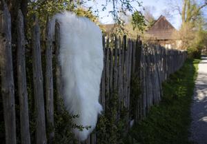 Ovčia kožušina Islandská ovca biela