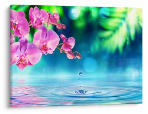 Obraz - Orchidea (70x50 cm)