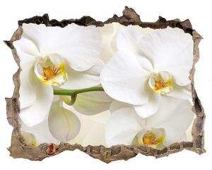 Samolepící nálepka fototapeta Orchidea nd-k-123330197