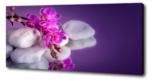 Foto obraz na plátne do obývačky Orchidea