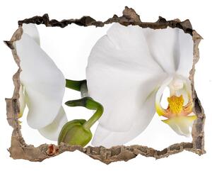 Samolepící nálepka fototapeta Orchidea nd-k-103920801