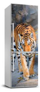 Nálepka fototapeta chladnička Tiger